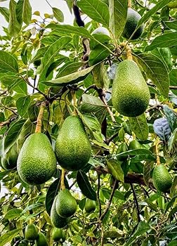 Mexican Hass Avocado Plants — Avocado sapling available at Agro Nursery Garden